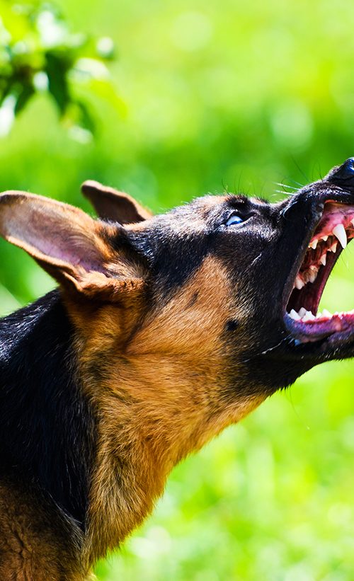 dog bites severity