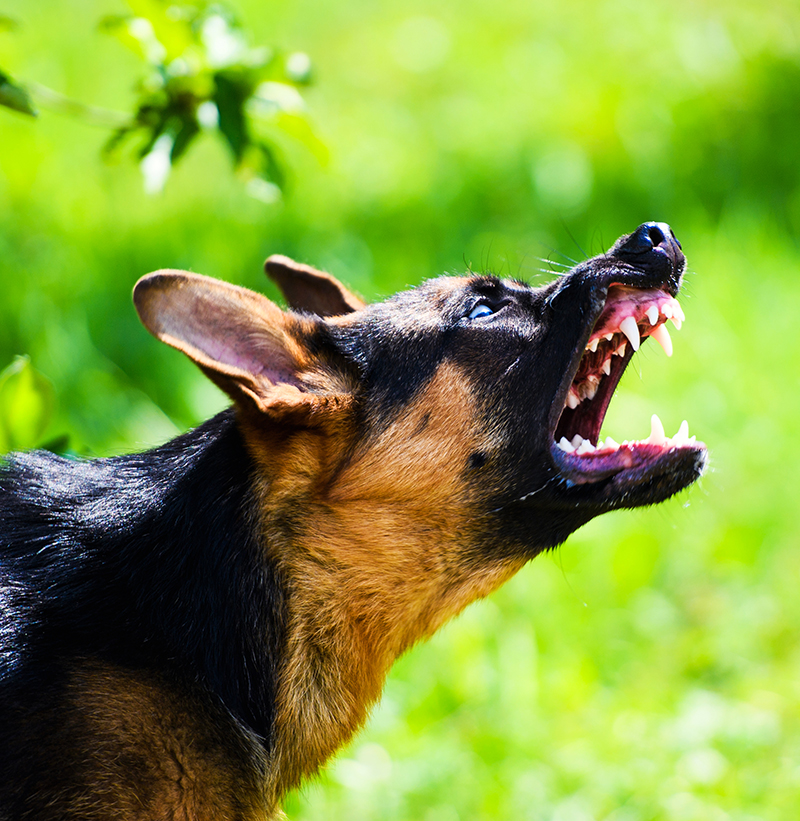 dog bites severity