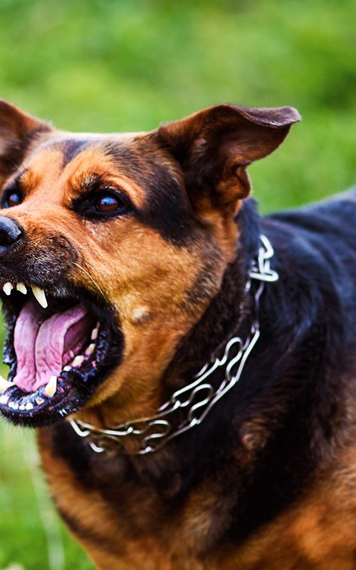 Dog Bite Lawyer