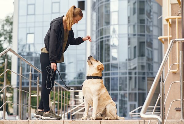 Dog bite claims in ontario