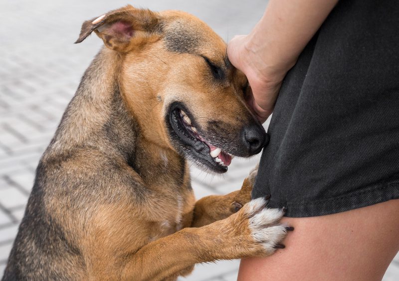 Dog bite lawyer