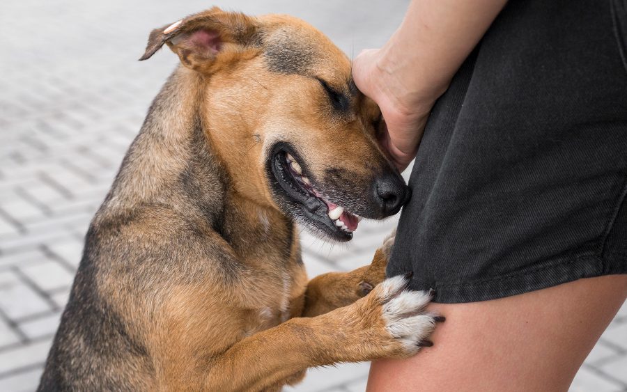 Dog bite lawyer