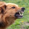 dog bite lawyer guelph