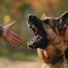 Dog Bite Claims